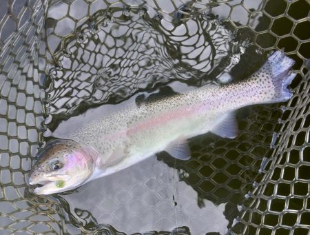 釣り初め！ 大安トラウトレイク